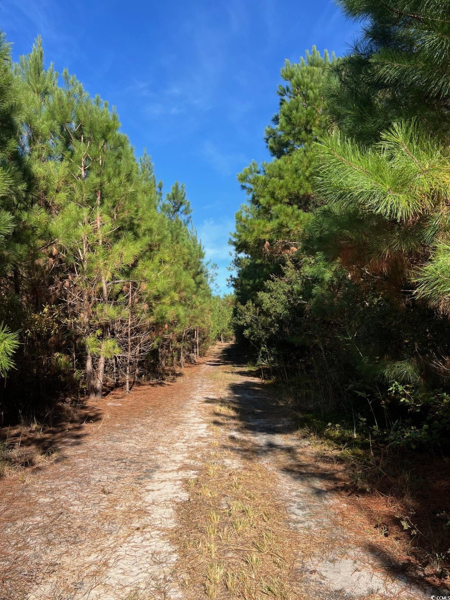 Tbd Sand Plant Road Nichols, SC 29581 - Photo 16 of 39