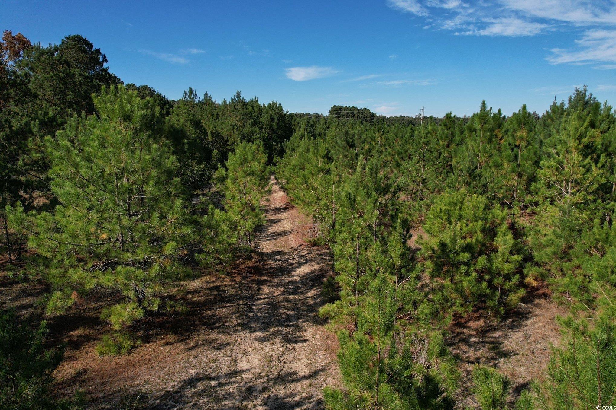 Tbd Sand Plant Road Nichols, SC 29581 - Photo 19 of 39