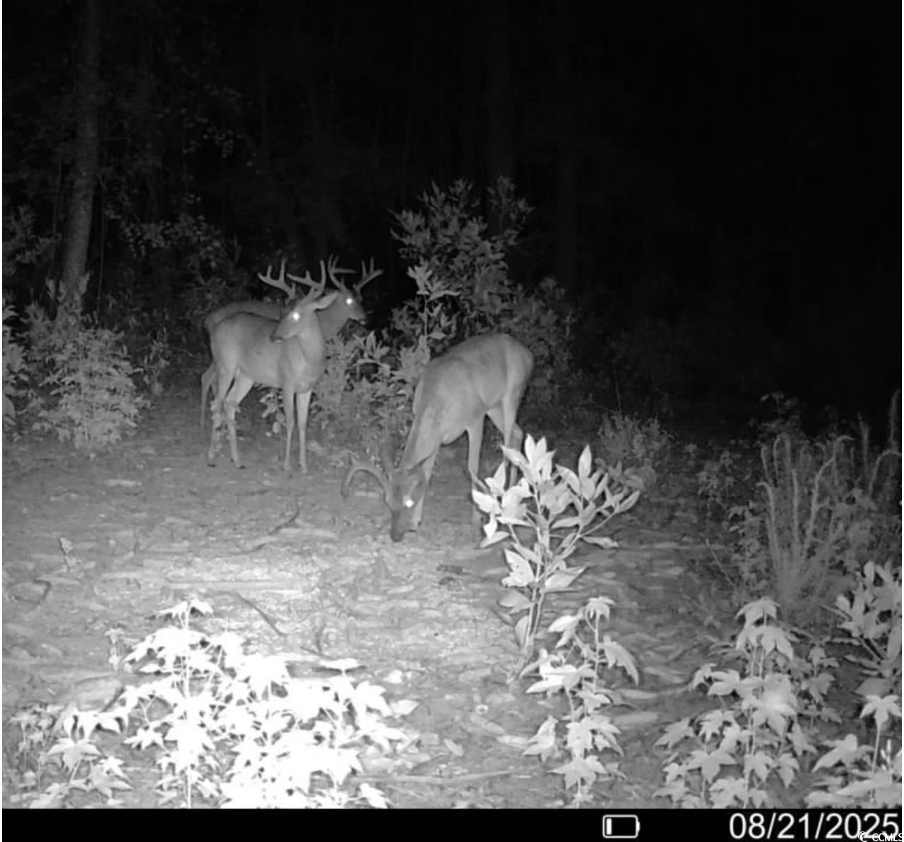 Tbd Sand Plant Road Nichols, SC 29581 - Photo 23 of 39