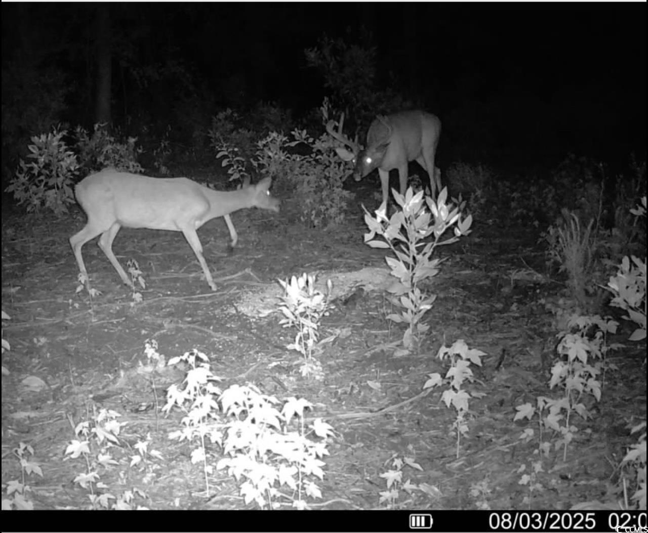Tbd Sand Plant Road Nichols, SC 29581 - Photo 24 of 39