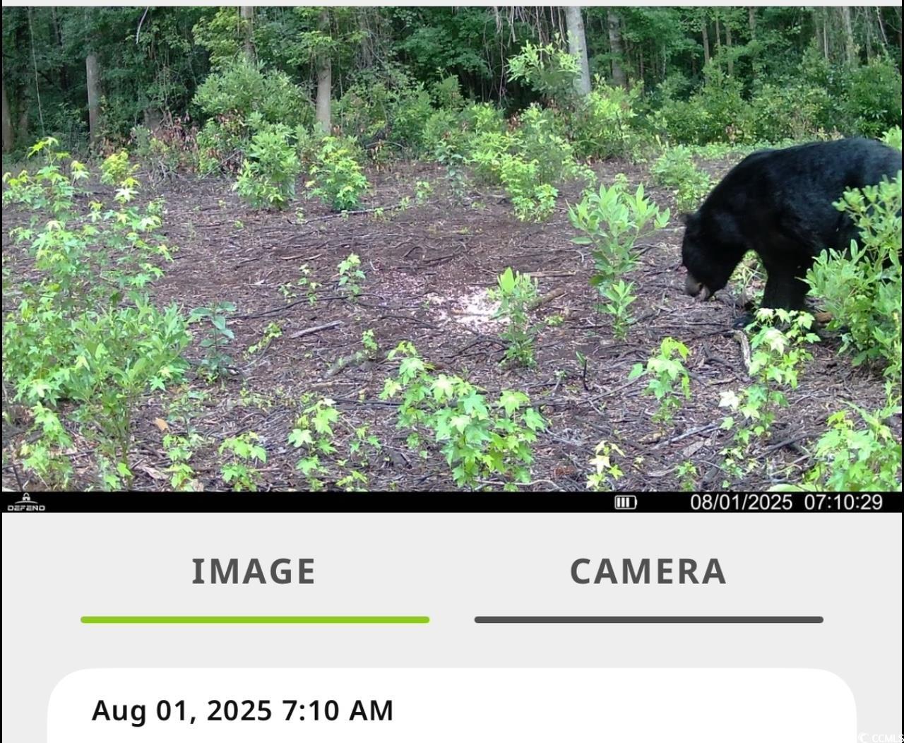 Tbd Sand Plant Road Nichols, SC 29581 - Photo 25 of 39