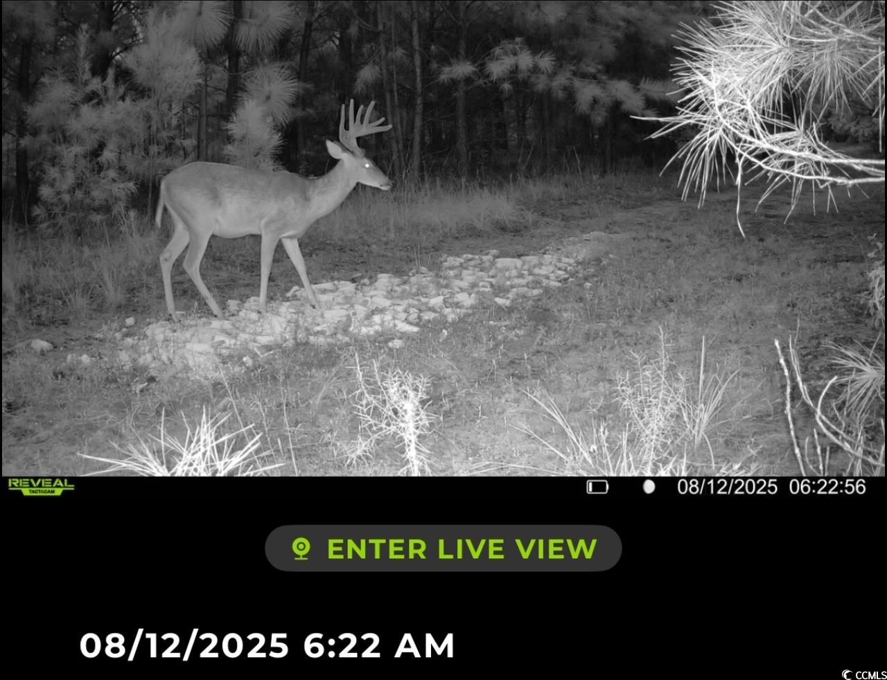 Tbd Sand Plant Road Nichols, SC 29581 - Photo 36 of 39