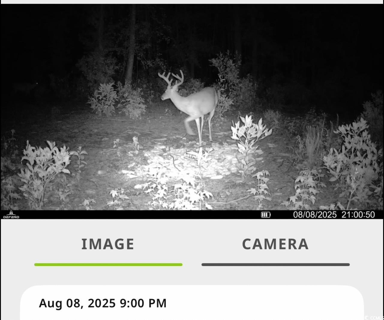 Tbd Sand Plant Road Nichols, SC 29581 - Photo 37 of 39