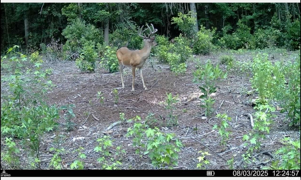 Tbd Sand Plant Road Nichols, SC 29581 - Photo 38 of 39