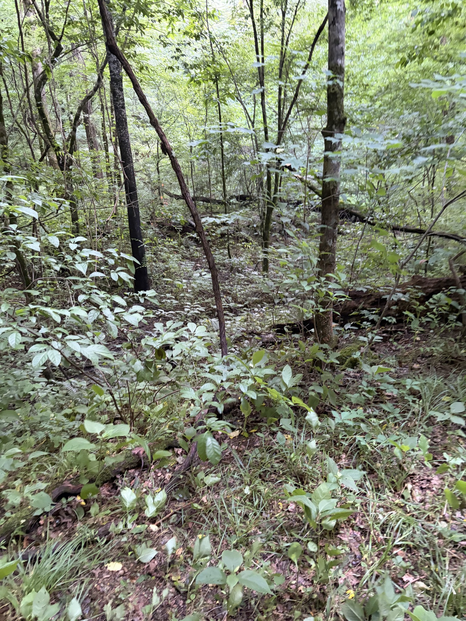 0 Kelso-Smithland Road Kelso, TN 37348 - Photo 13 of 45 a view of a yard with a tree