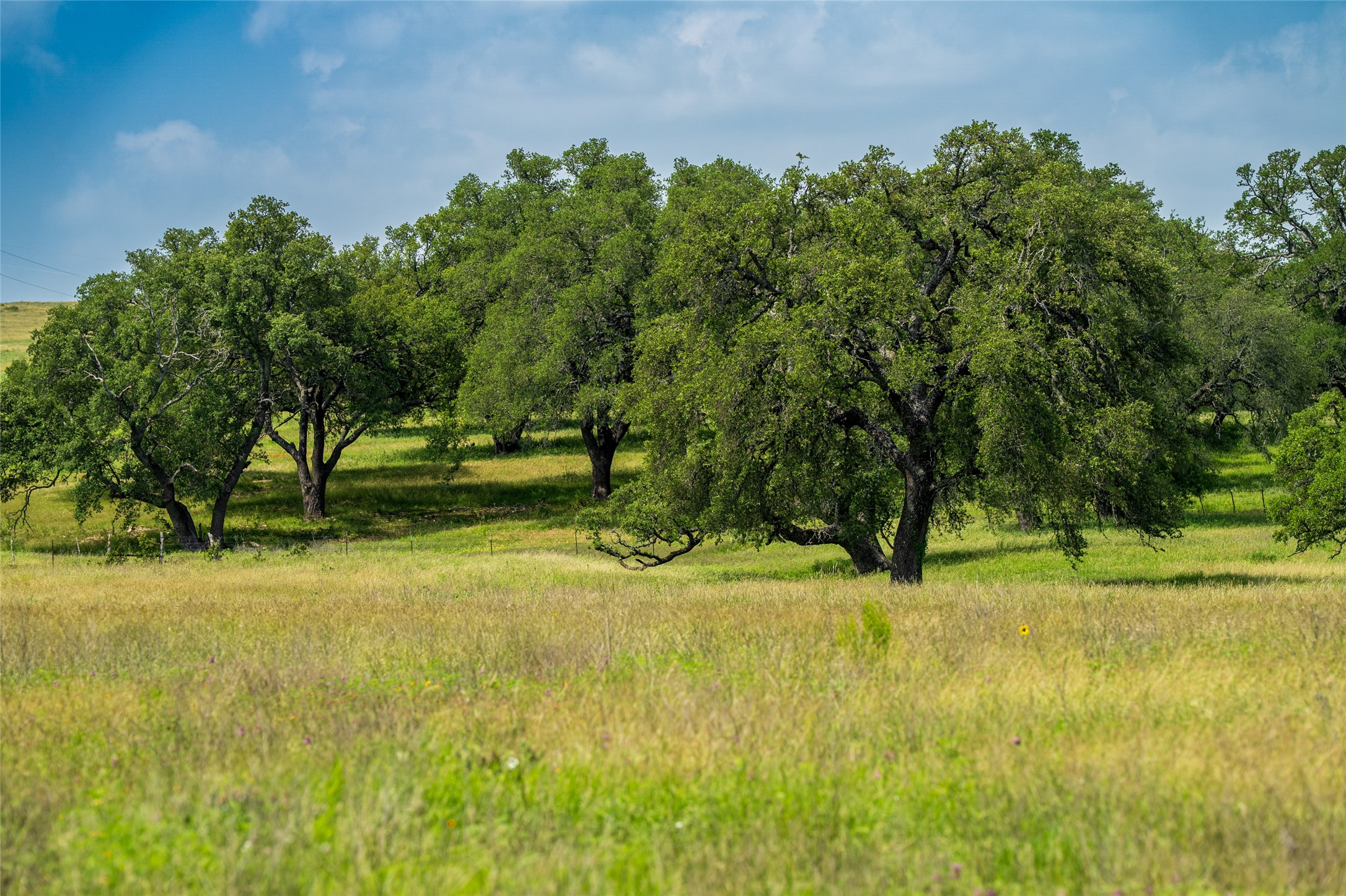 302 Hye-Albert Road Hye, TX 78635 - Photo 26 of 34 a view of yard with trees