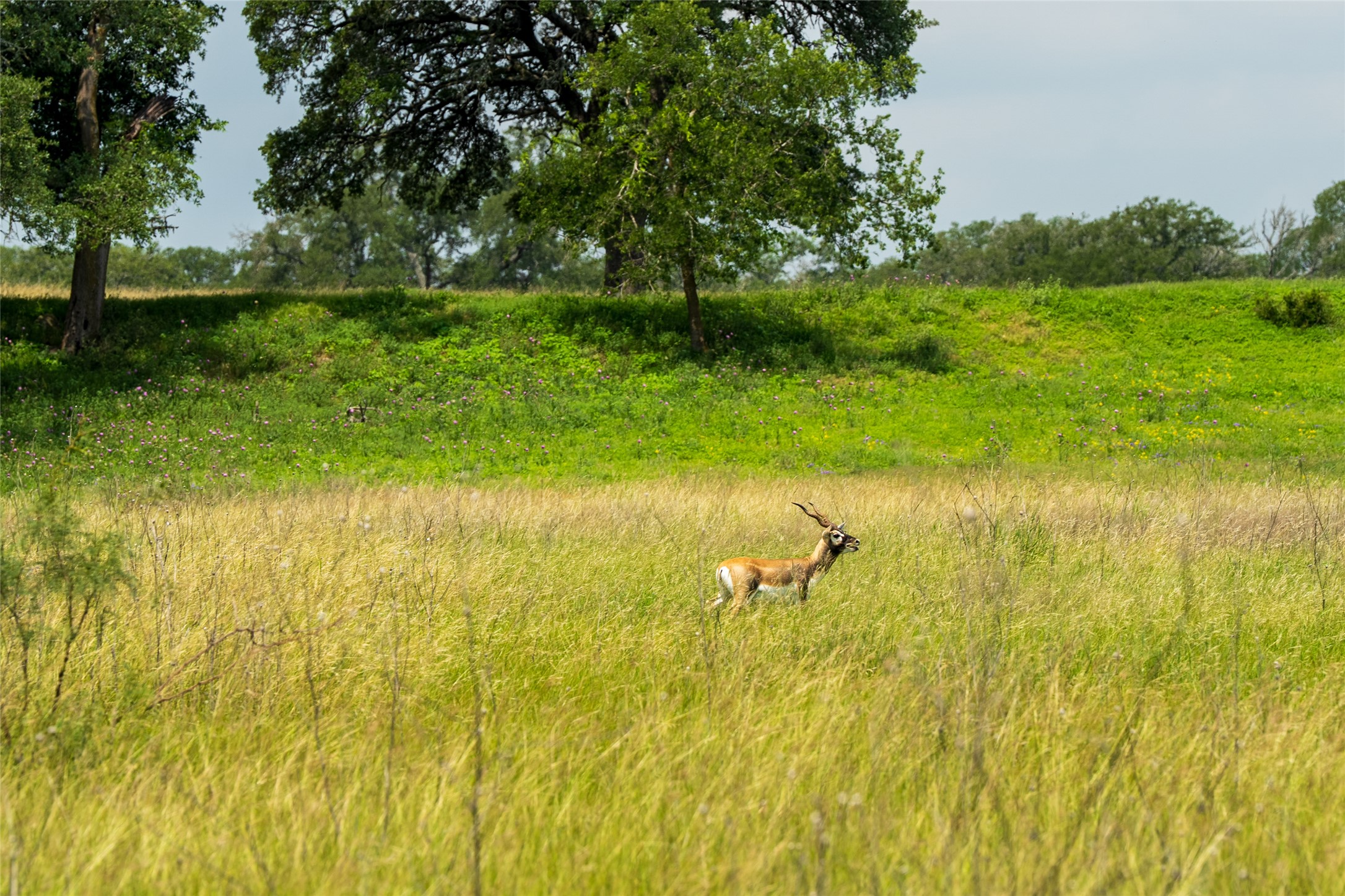 302 Hye-Albert Road Hye, TX 78635 - Photo 8 of 34 a view of a lake view