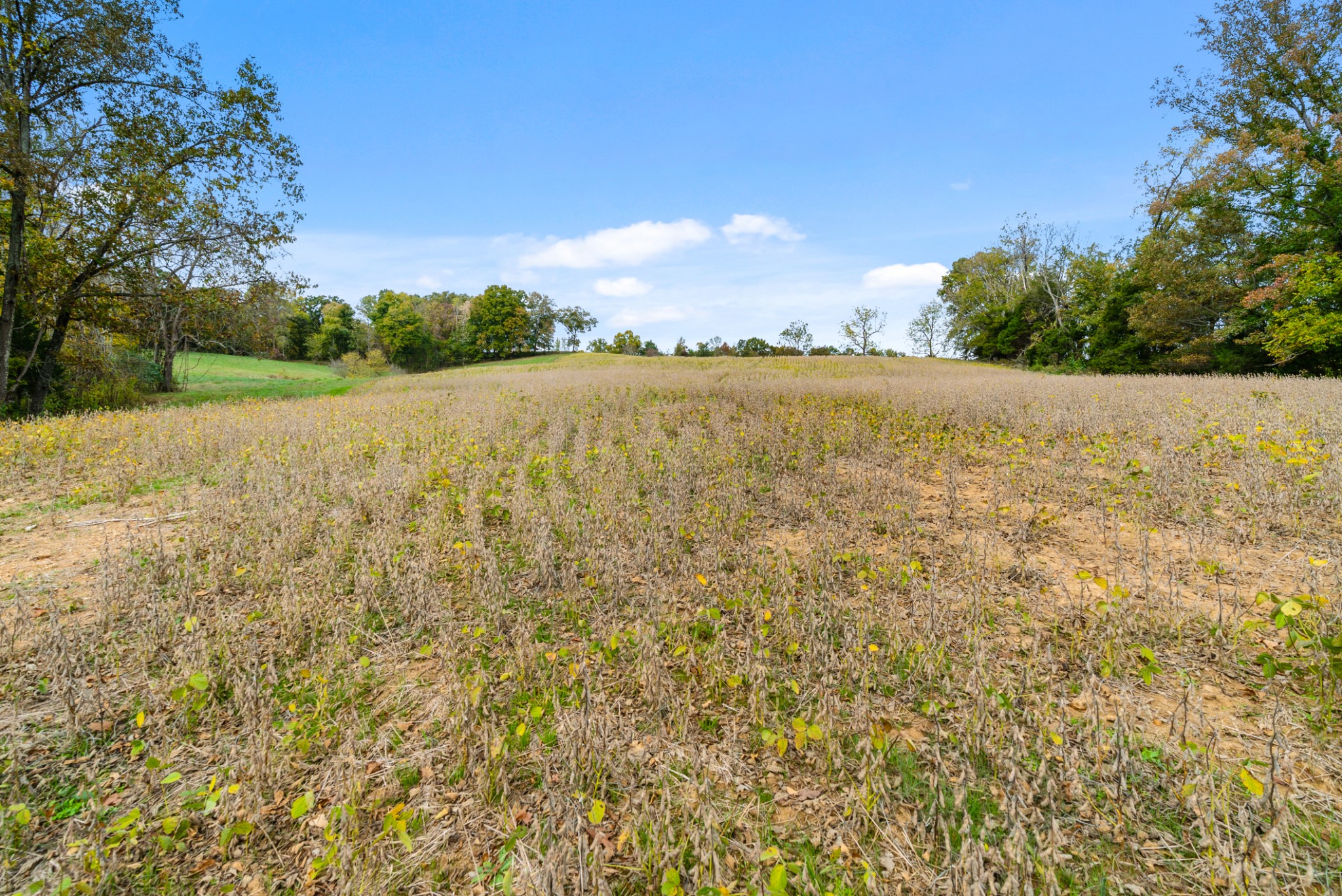 0 Buck Smith Hill Road Palmyra, TN 37142 - Photo 20 of 21 a view of an outdoor space and a yard