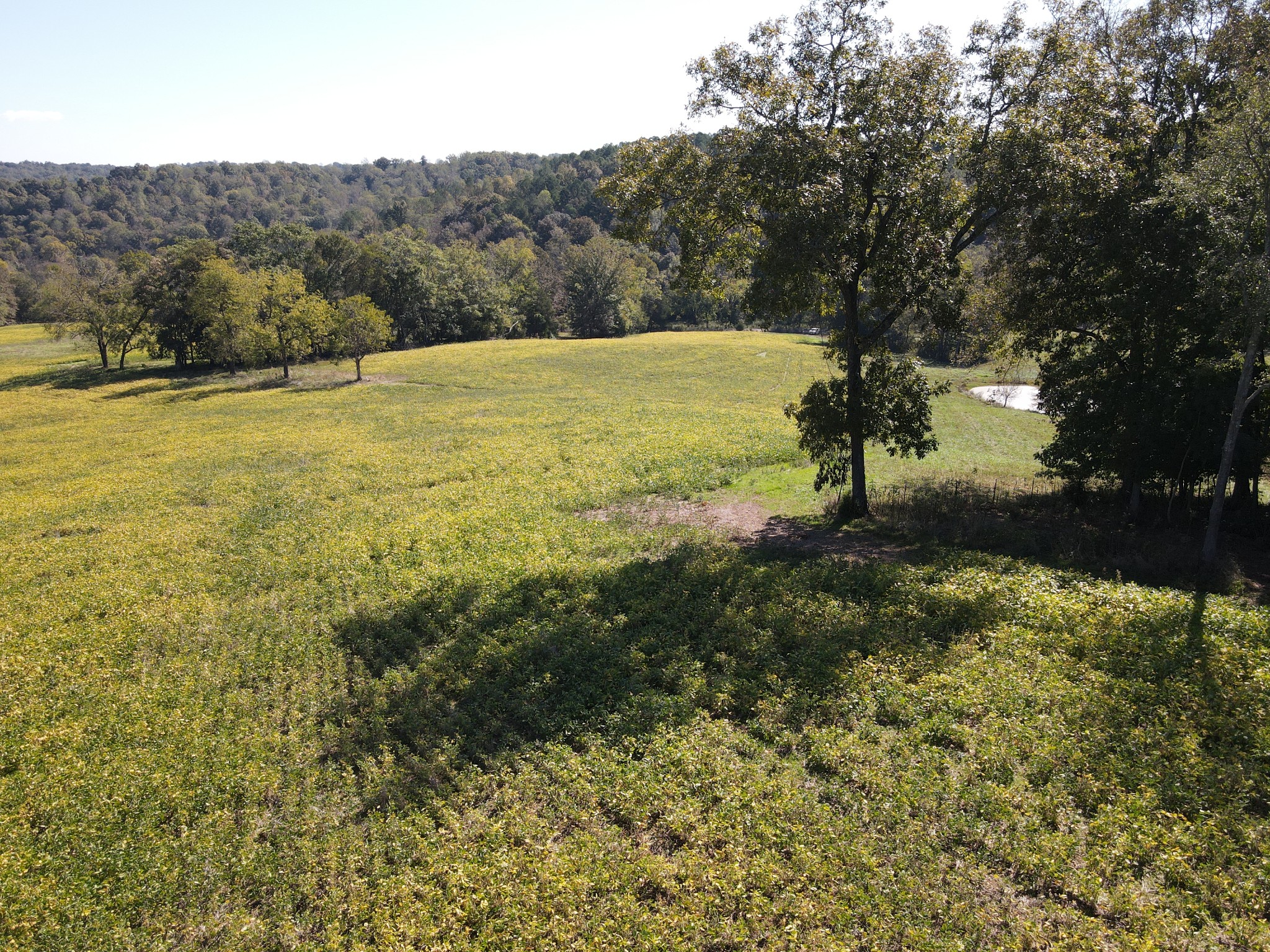 0 Buck Smith Hill Road Palmyra, TN 37142 - Photo 7 of 21 a view of an outdoor space and a yard