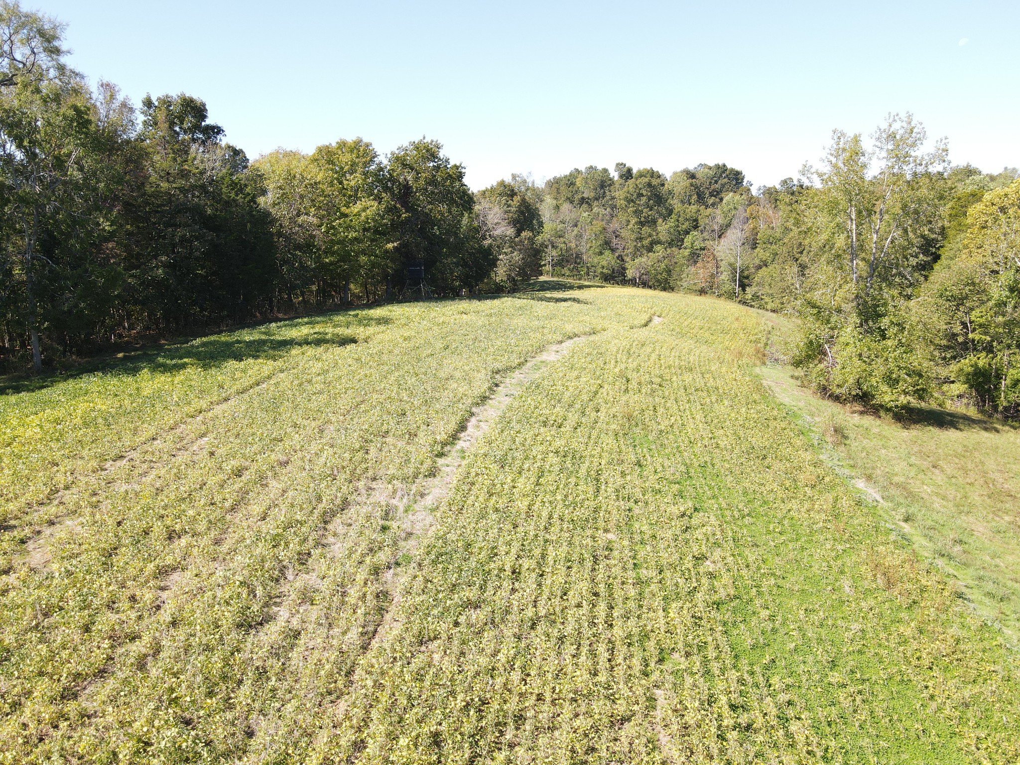 0 Buck Smith Hill Road Palmyra, TN 37142 - Photo 9 of 21 a view of a yard with a trees