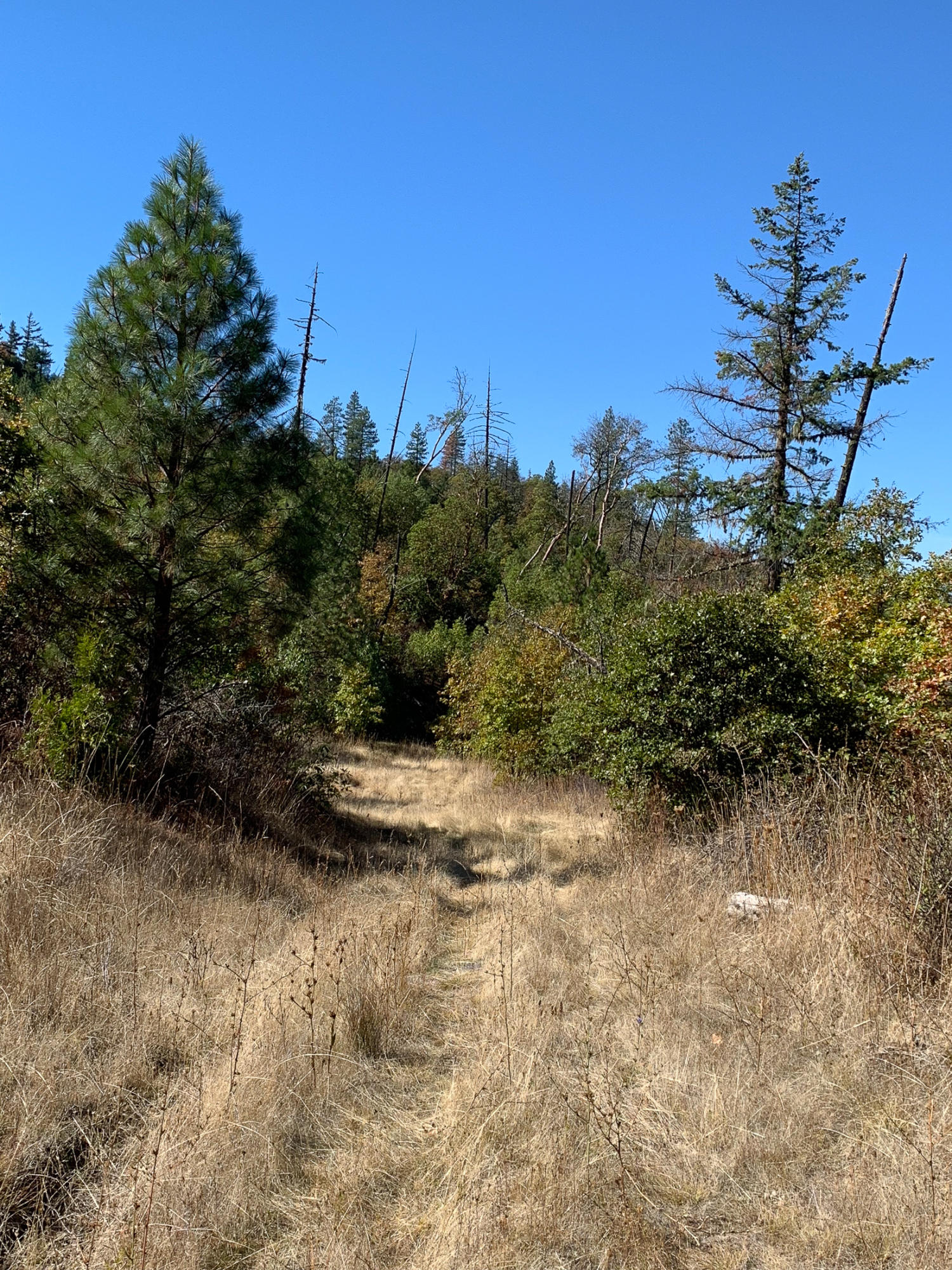 Gardner Road Eagle Point, OR 97524 - Photo 14 of 18 a view of a yard with trees