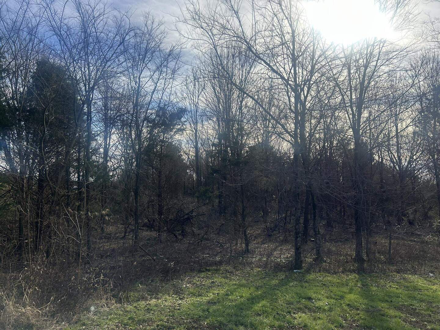 3115 Tunnel Hill Road Ozark, IL 62972 - Photo 35 of 36 a view of a forest