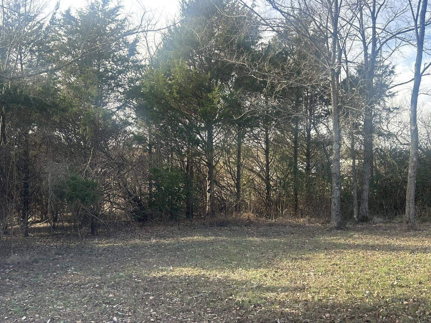 3115 Tunnel Hill Road Ozark, IL 62972 - Photo 36 of 36 a view of a yard with trees