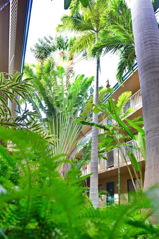 2219 South Kihei Road, Unit B216 Kihei, HI 96753 - Photo 28 of 29 a plant in a garden
