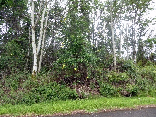 14-562 Hapuu Road Pahoa, HI 96778 - Photo 4 of 10 a view of a forest with lush green forest