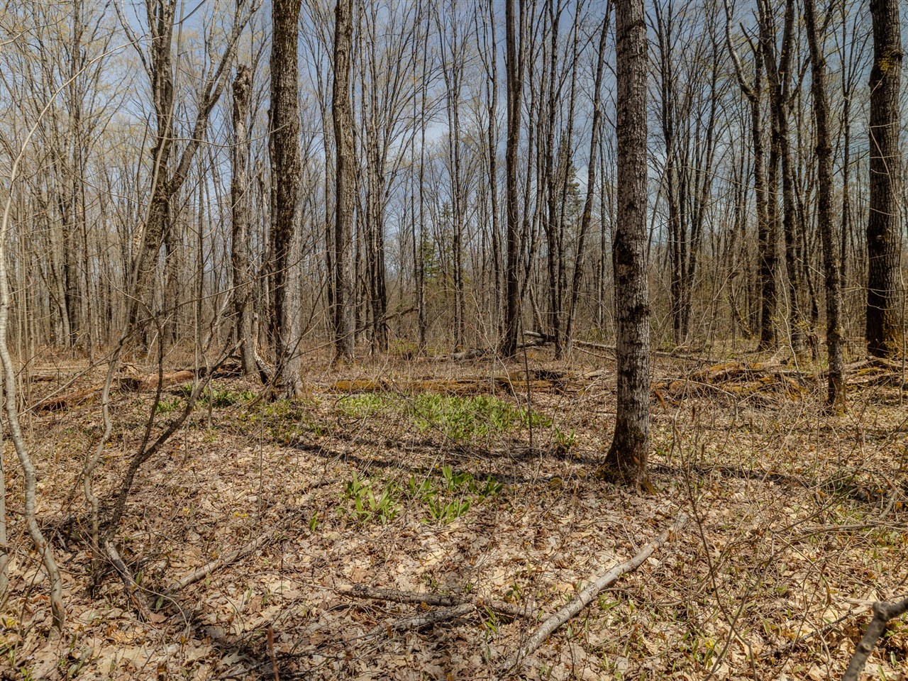 Lot 2 East Shore Road Bergland, MI 49910 - Photo 9 of 25