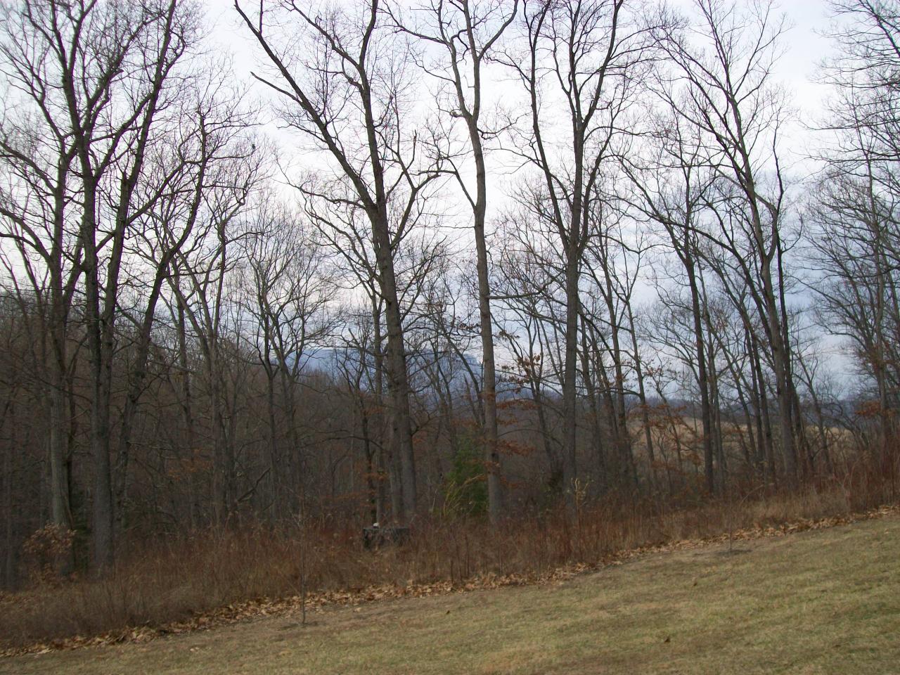 1246 Borden Road Lexington, VA 24450 - Photo 3 of 16 woods