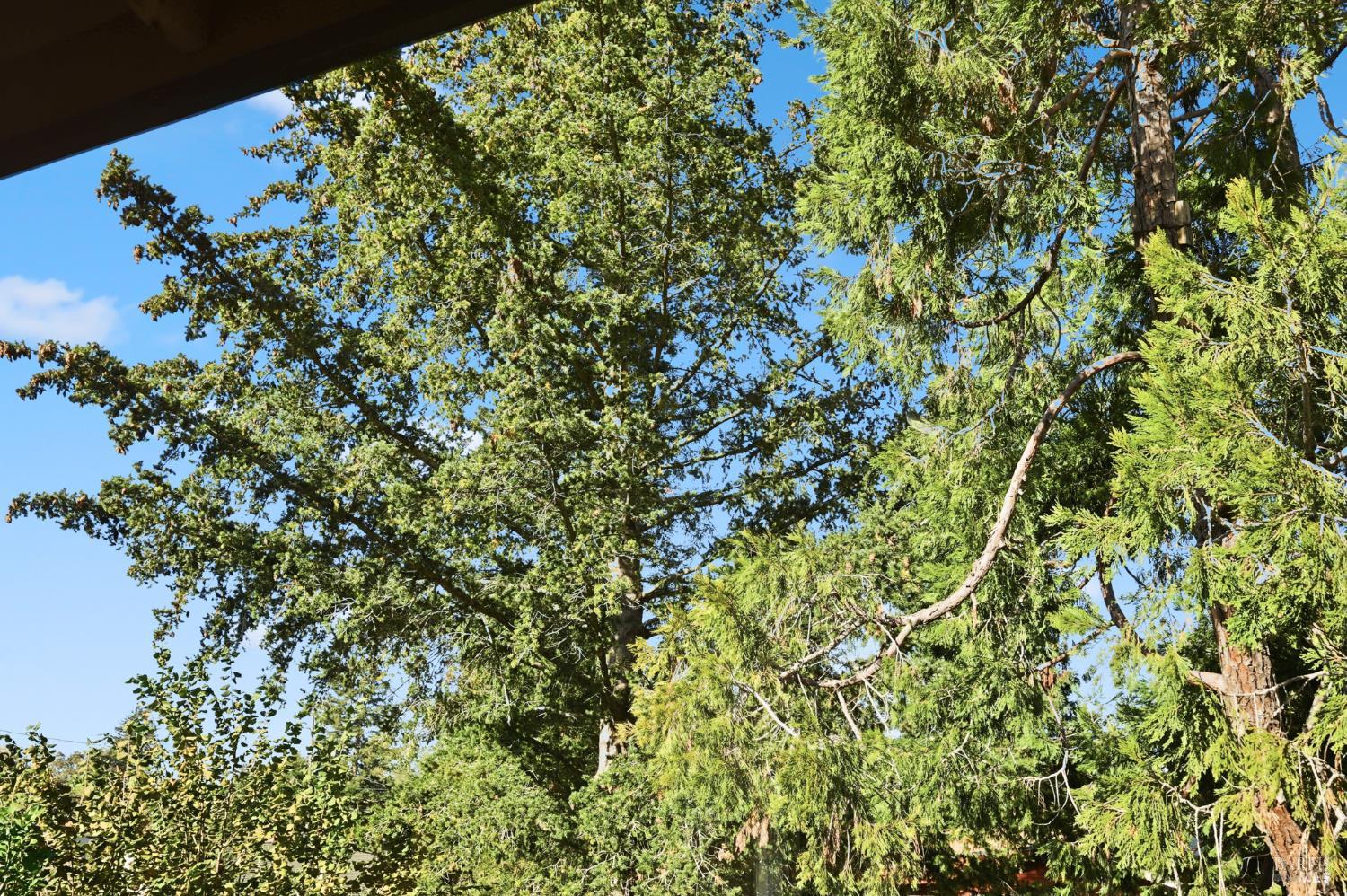 735 Carr Avenue Santa Rosa, CA 95404 - Photo 34 of 55