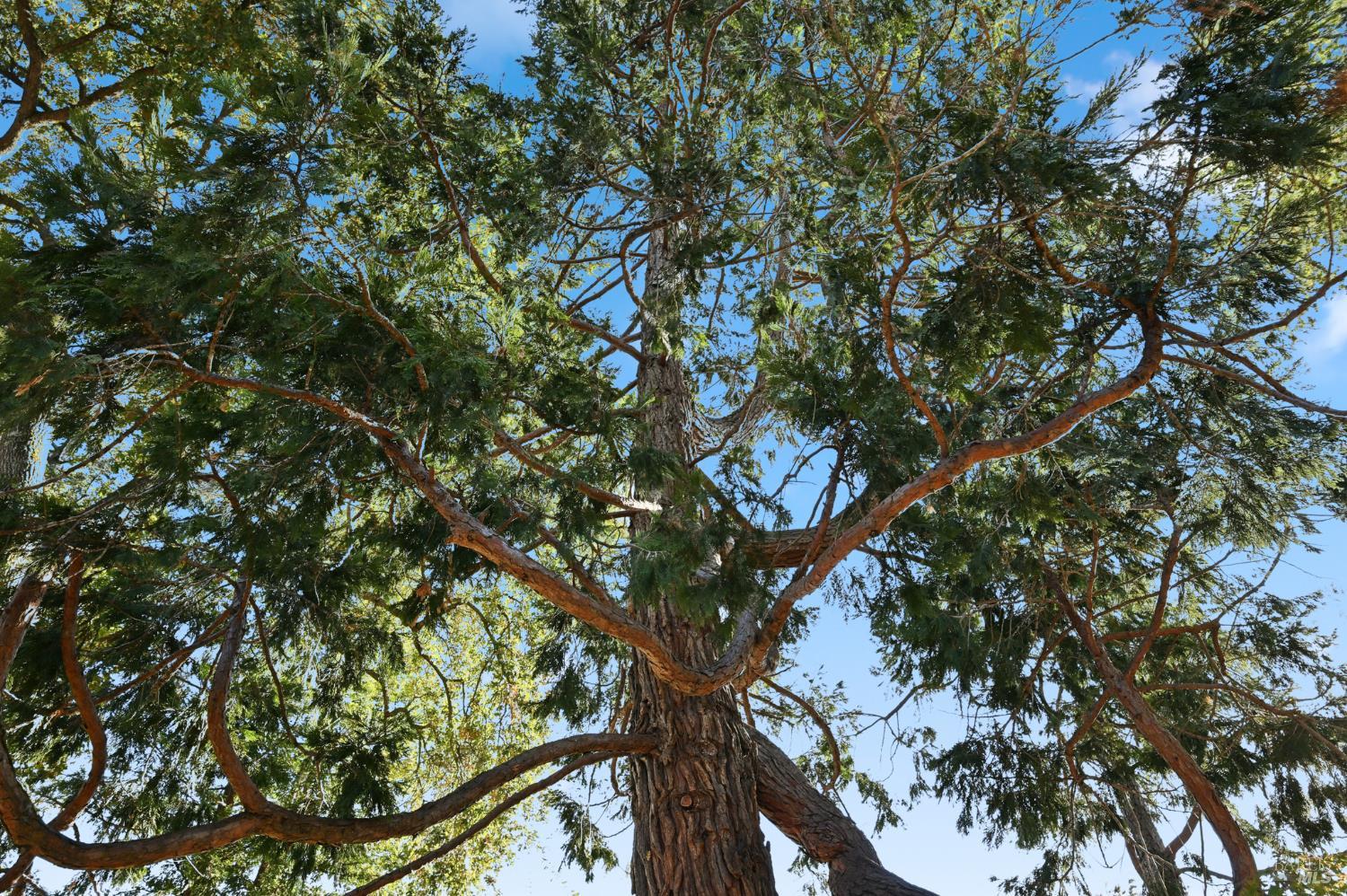 735 Carr Avenue Santa Rosa, CA 95404 - Photo 50 of 55