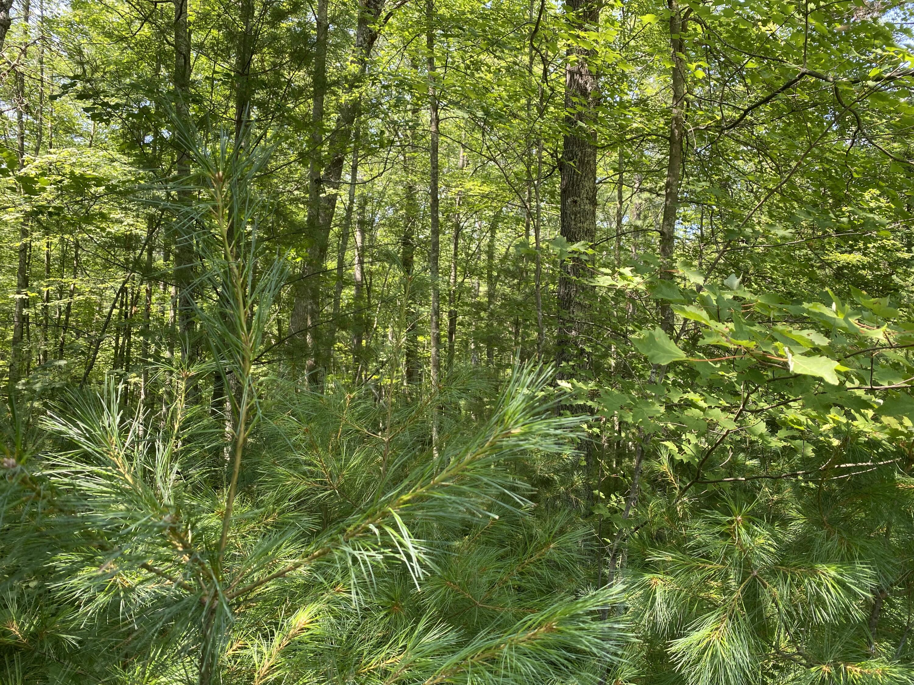 Lt28 Sandstone Lane Crivitz, WI 54114 - Photo 1 of 1 IMG_7497