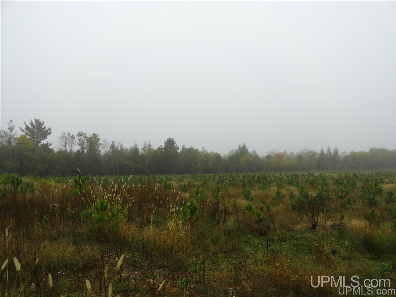 40-acres Davidson Road Manistique, MI 49854 - Photo 18 of 30 Gallery Image 18