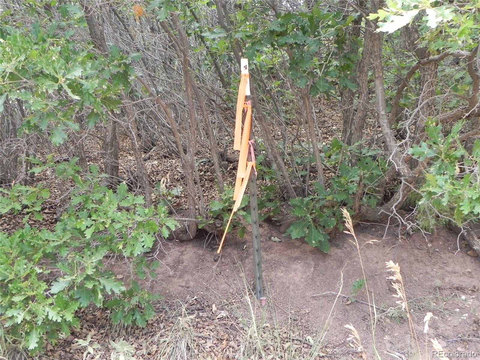 7749 Inca Road Larkspur, CO 80118 - Photo 18 of 49 a backyard of a house with lots of green space