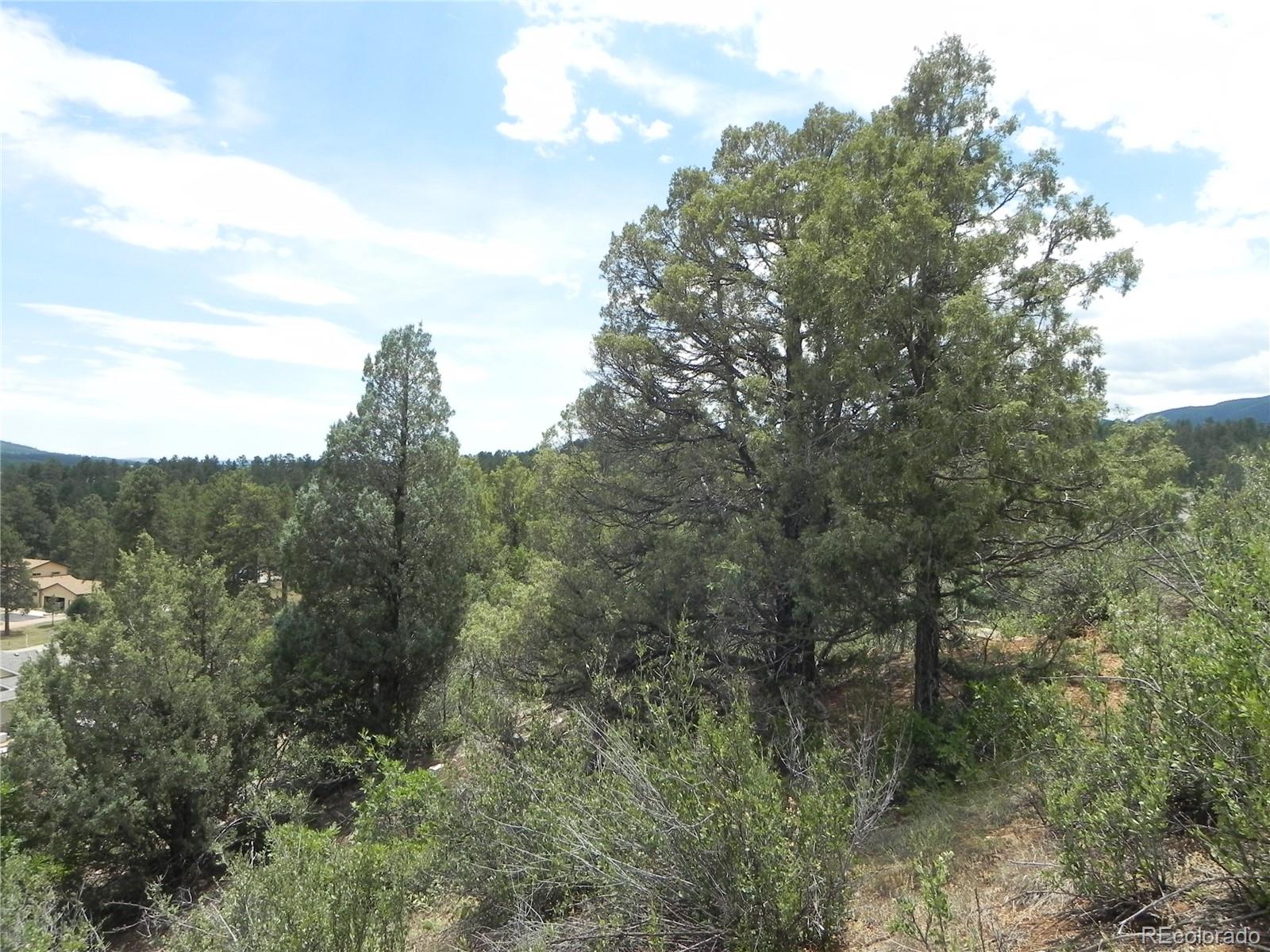 7749 Inca Road Larkspur, CO 80118 - Photo 25 of 49 a view of a forest with a tree