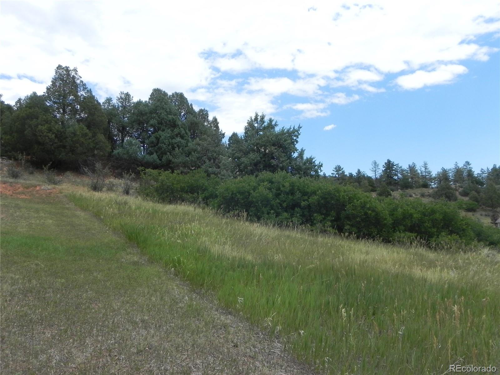 7749 Inca Road Larkspur, CO 80118 - Photo 46 of 49 a view of a lush green forest with lots of trees