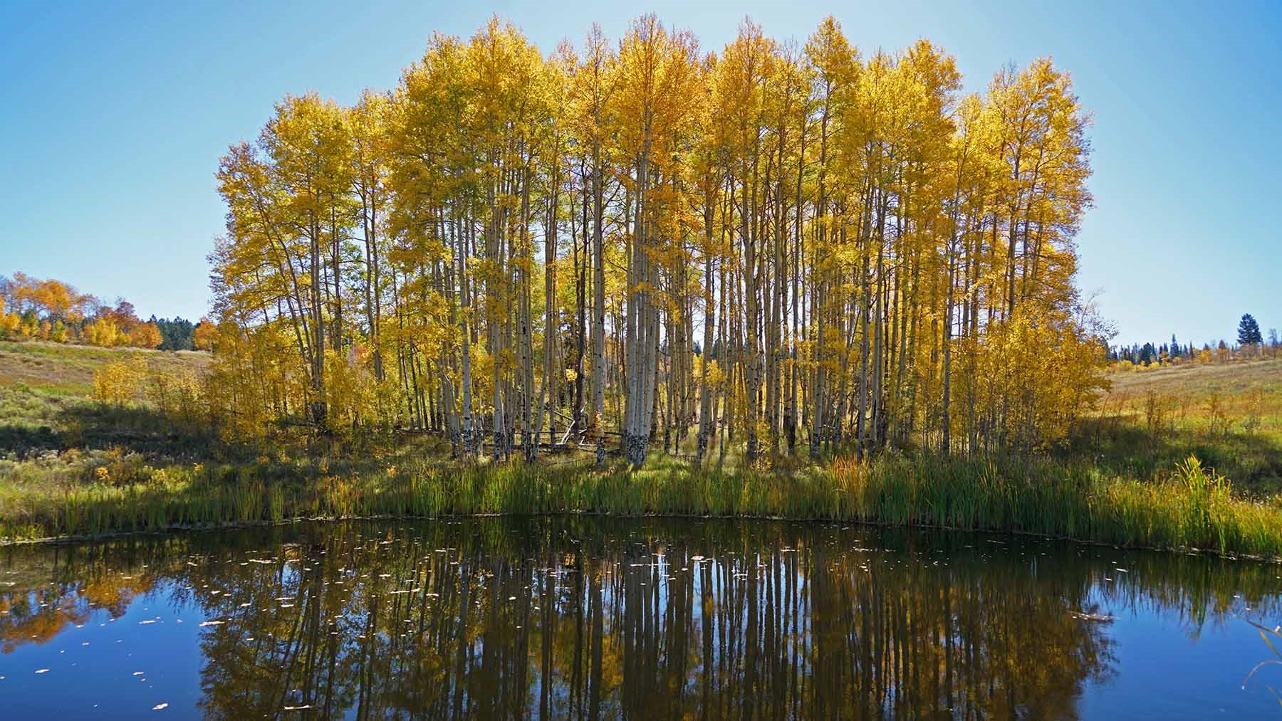 6495 Long Ridge Toponas, CO 80479 - Photo 13 of 50 Gallery Image 13