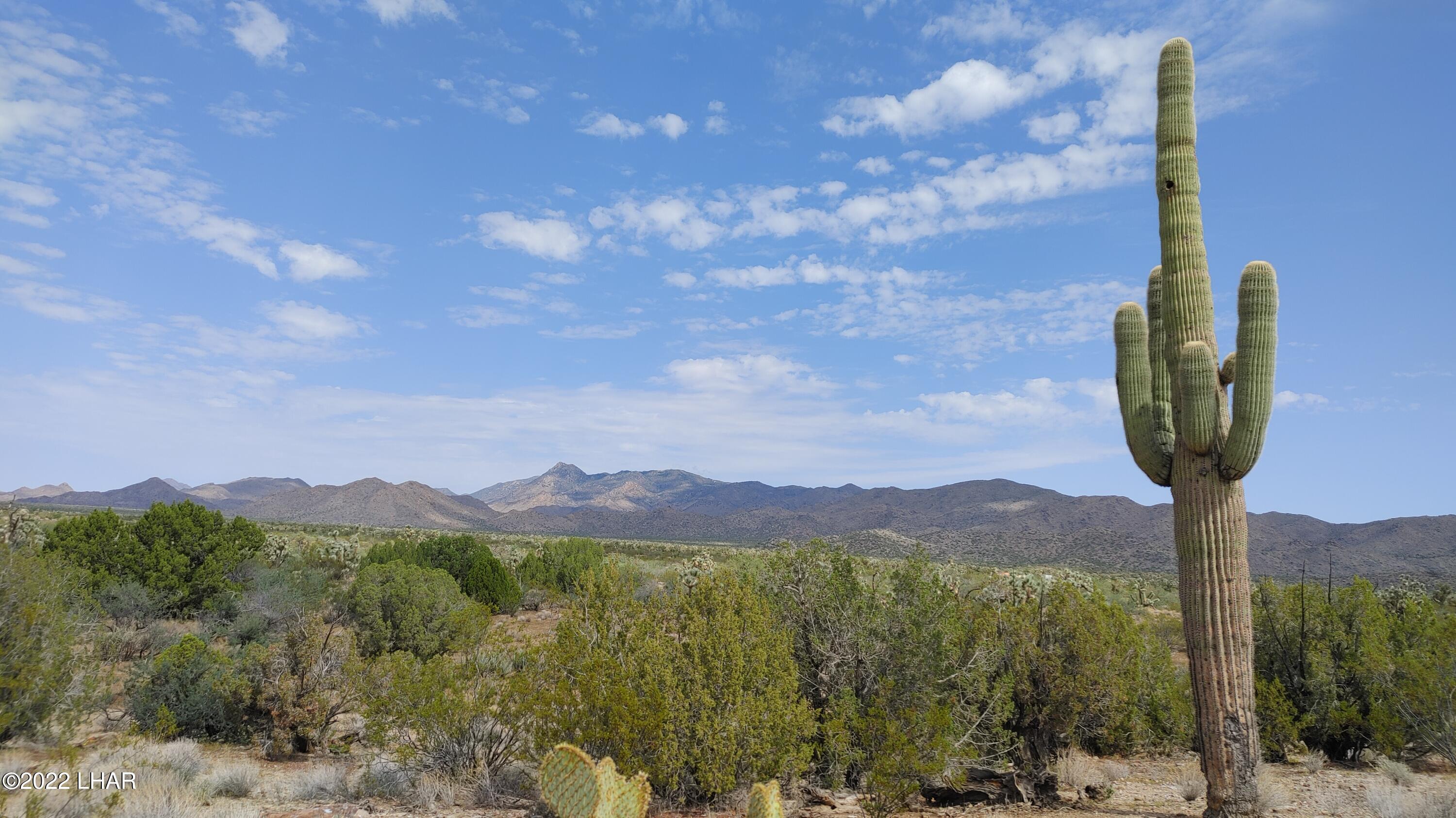 40-Acre Ranch, lush desert flora