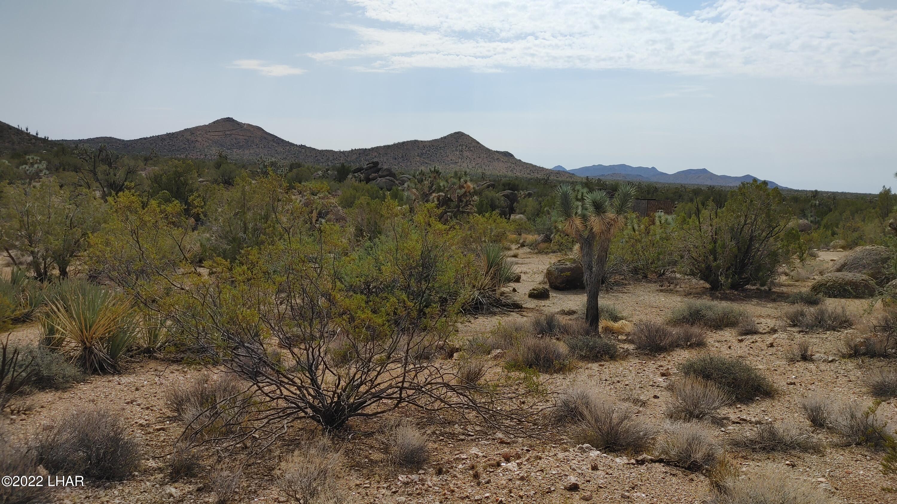 2686 South Well Road Yucca, AZ 86438 - Photo 3 of 26 Ample vegetation