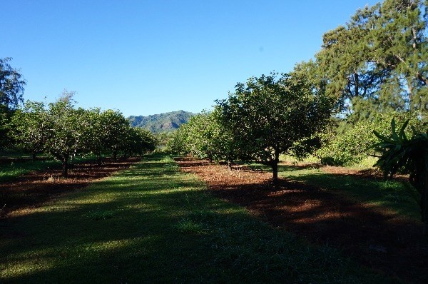6020 Koolau Road, Unit 75 Kilauea, HI 96754 - Photo 2 of 6 Gallery Image 2