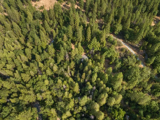 a view of a lush green forest