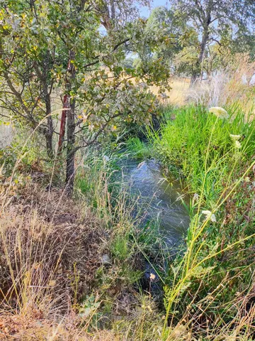 a plant view in yard