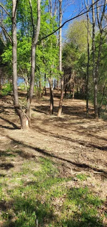 a view of a tree