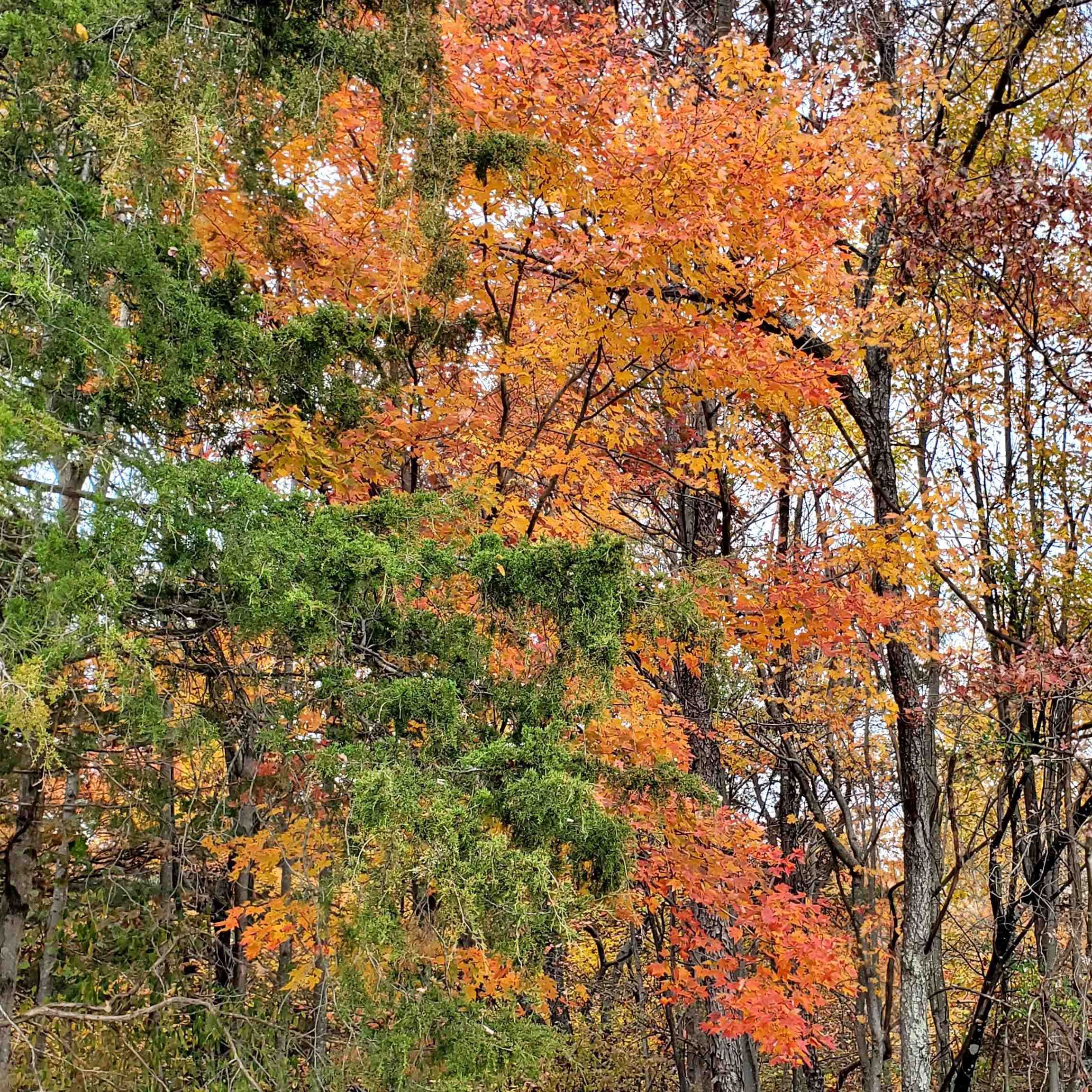 12-crown Ridge Berry Farm Road Verona, VA 24482 - Photo 15 of 47 a view of a tree