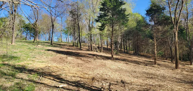 a view of a yard with trees