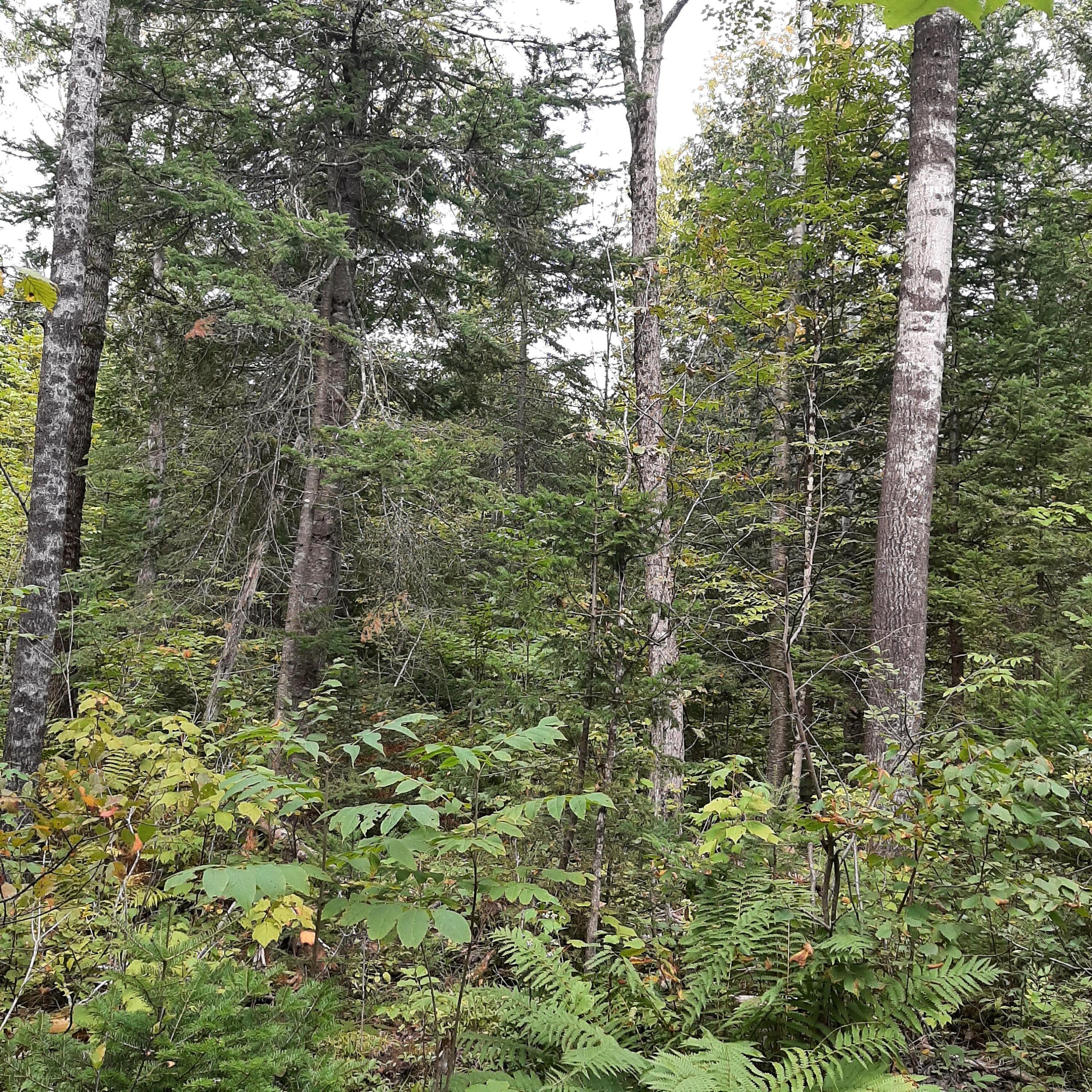10-11 Grindstone Road Stacyville, ME 04777 - Photo 6 of 7 20220912_155118
