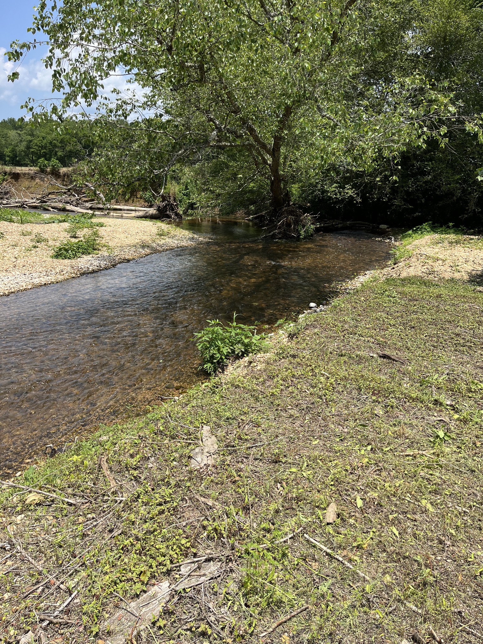 0 Alfred Ray Road Waynesboro, TN 38485 - Photo 8 of 14 a view of a yard with an trees