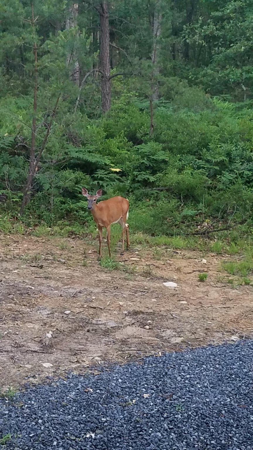 226 E Road Clarence, PA 16829 - Photo 16 of 16 Abundant with wildlife.