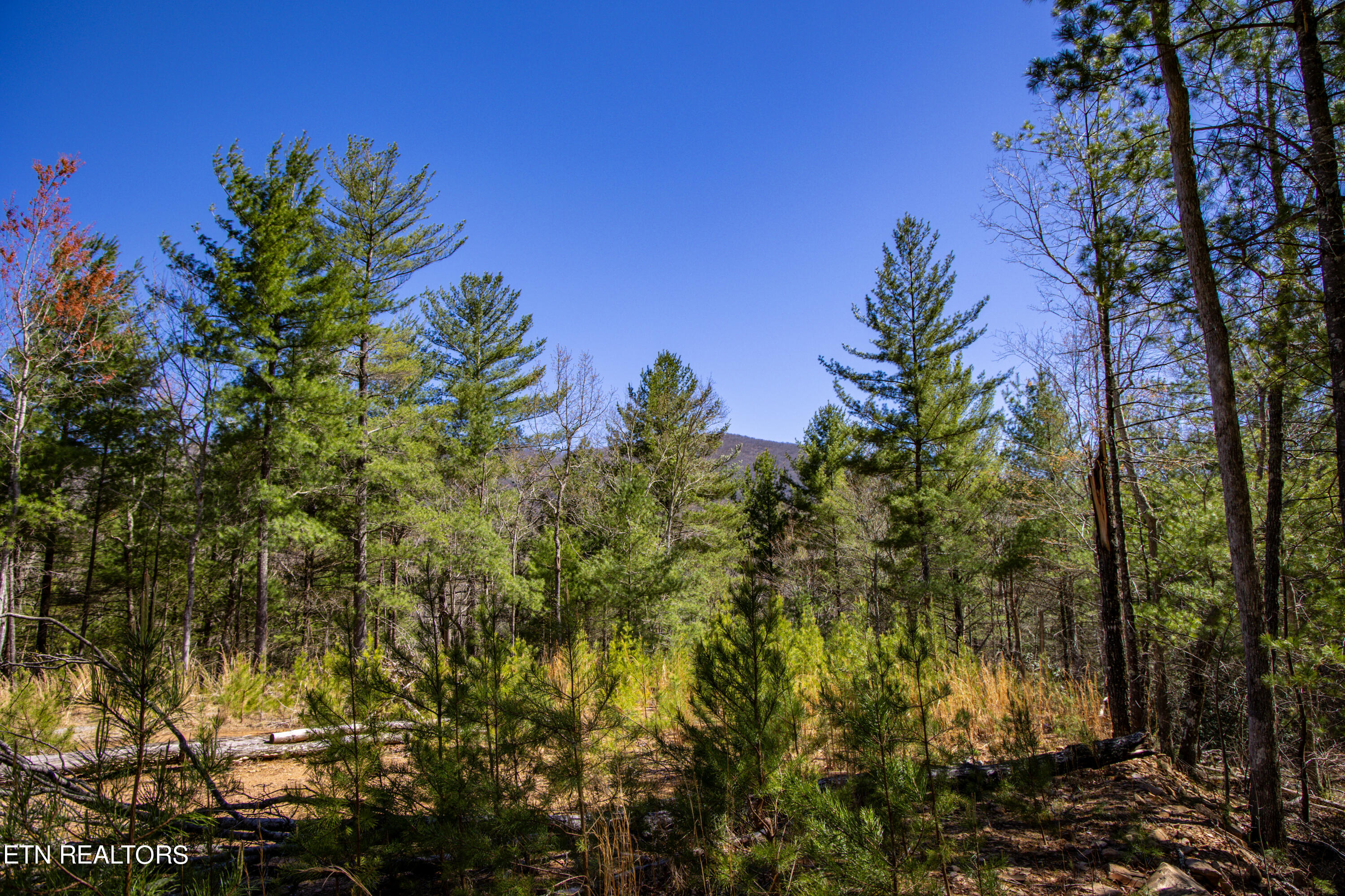 2.42 Smithfield Road Tellico Plains, TN 37385 - Photo 1 of 45 25-0B7A4915