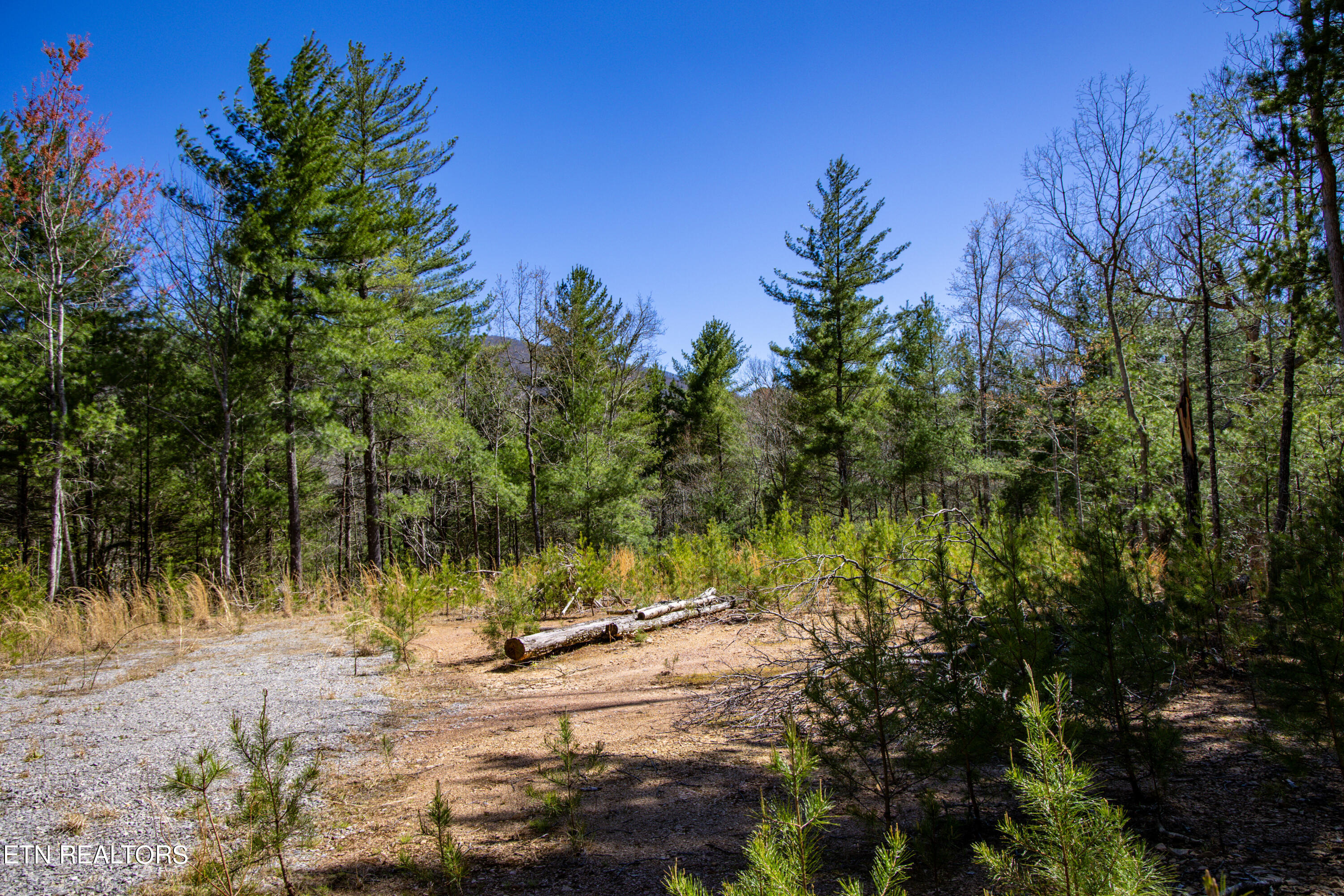 2.42 Smithfield Road Tellico Plains, TN 37385 - Photo 16 of 45 13-0B7A4910