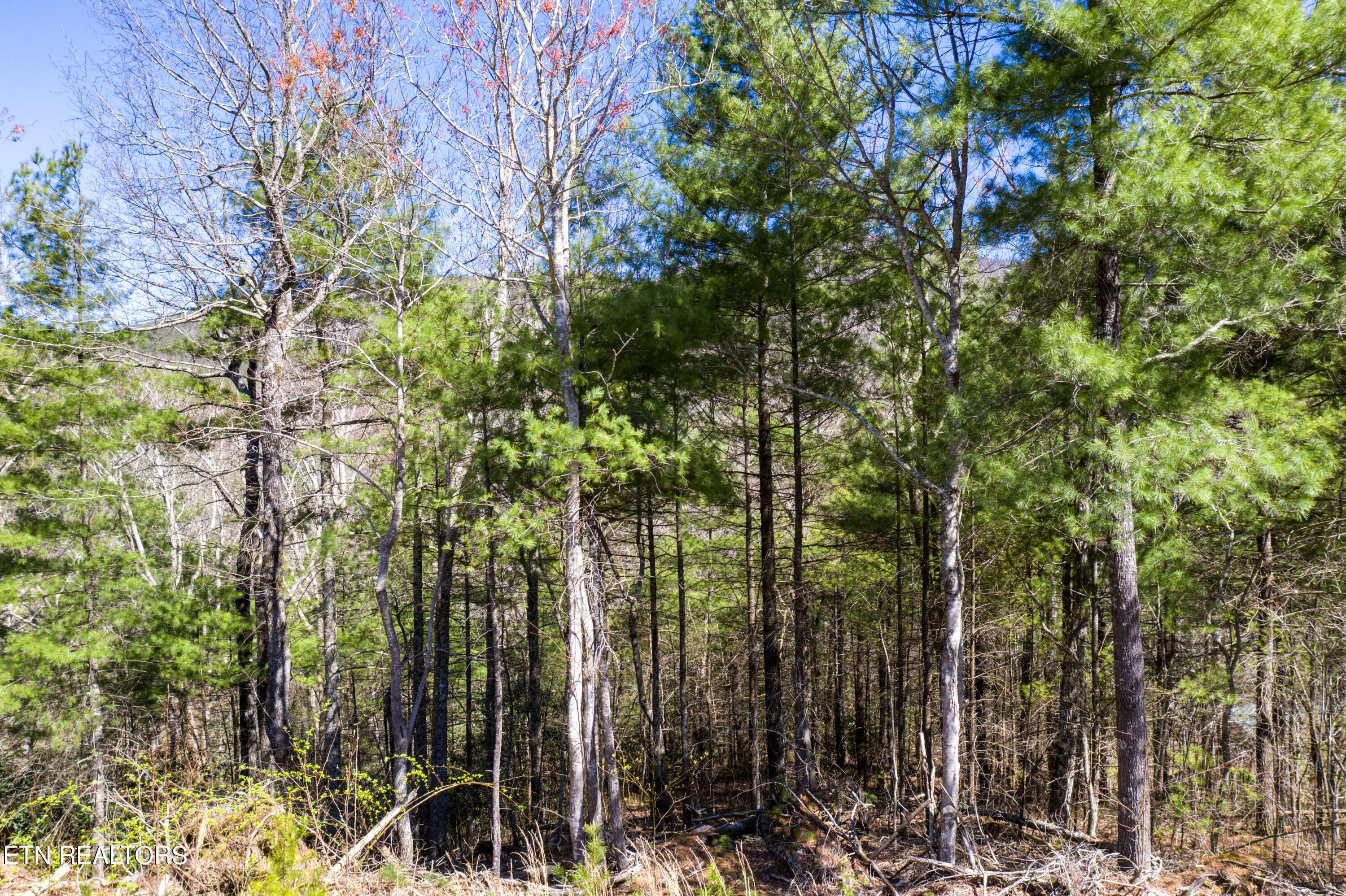 2.42 Smithfield Road Tellico Plains, TN 37385 - Photo 20 of 45 19-DJI_0117