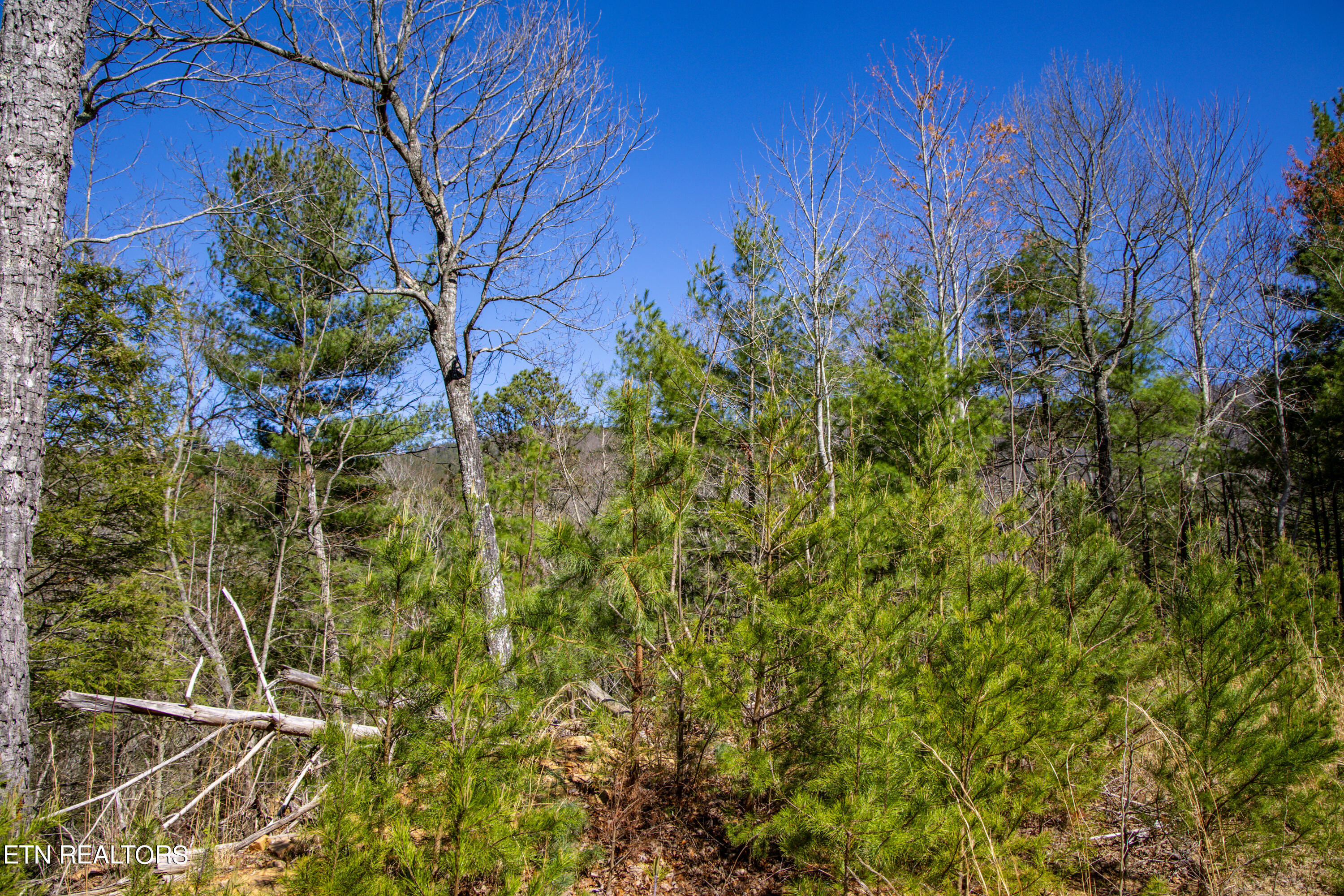 2.42 Smithfield Road Tellico Plains, TN 37385 - Photo 21 of 45 20-0B7A4906