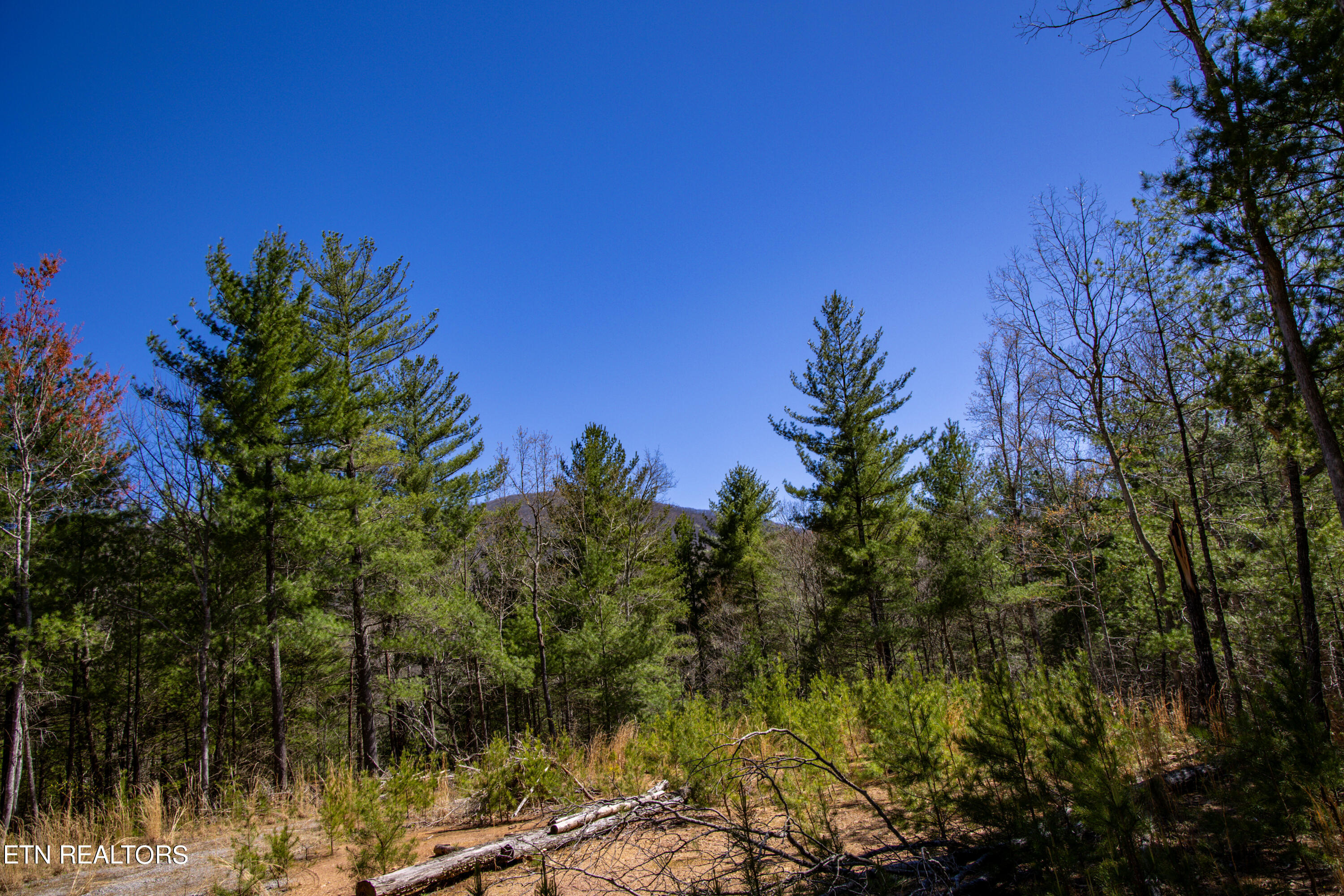 2.42 Smithfield Road Tellico Plains, TN 37385 - Photo 23 of 45 22-0B7A4912