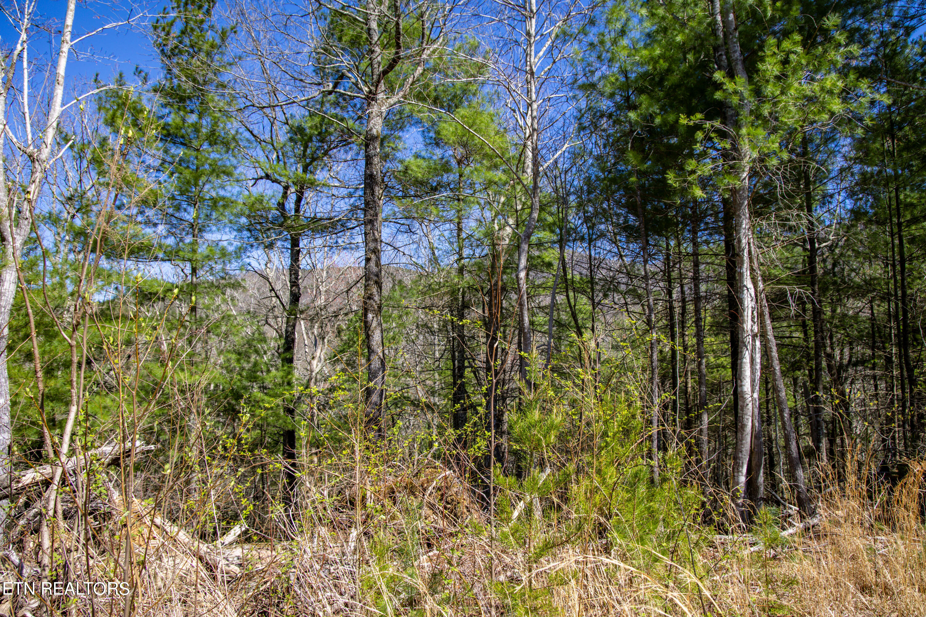 2.42 Smithfield Road Tellico Plains, TN 37385 - Photo 25 of 45 26-0B7A4916