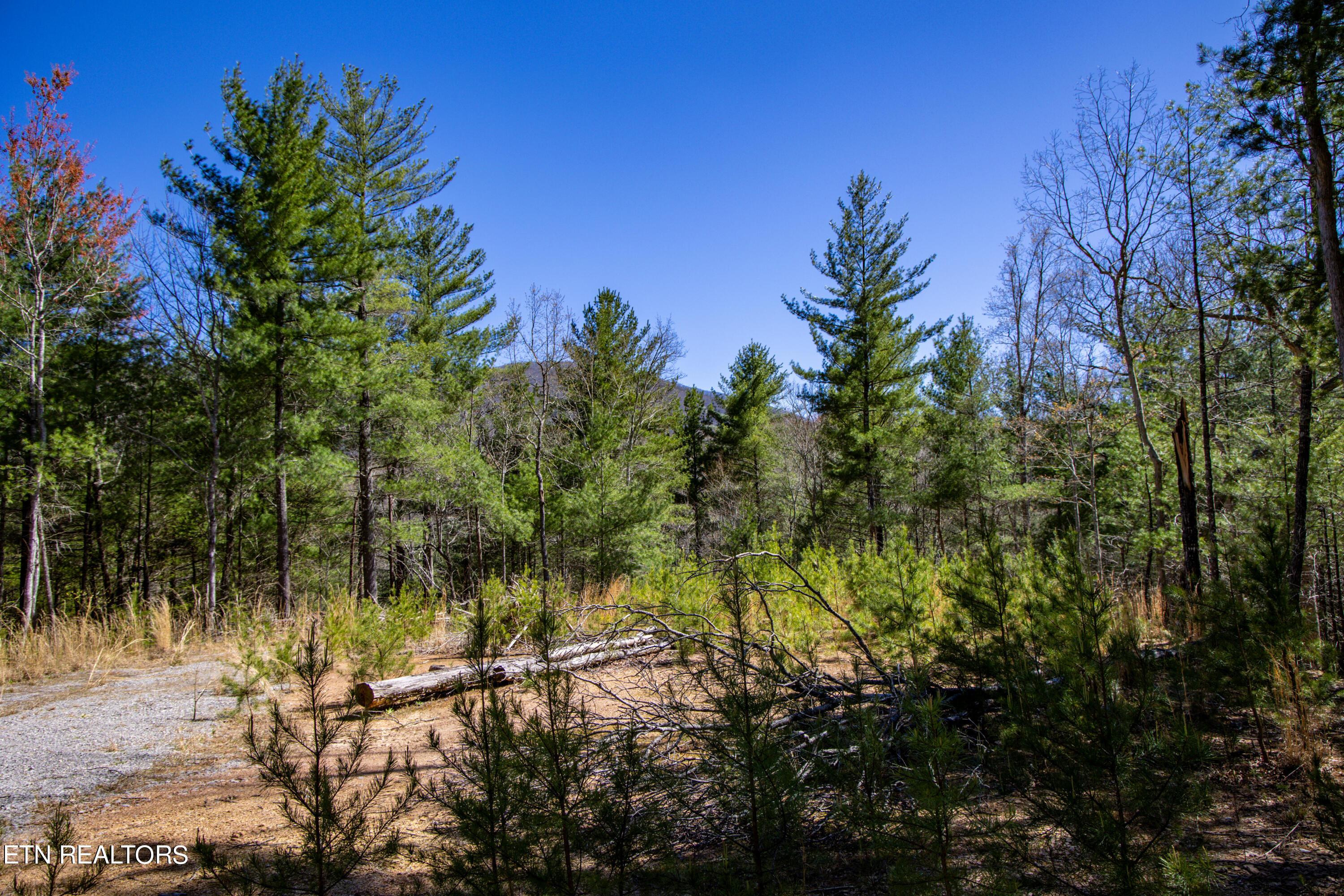 2.42 Smithfield Road Tellico Plains, TN 37385 - Photo 3 of 45 3-0B7A4911