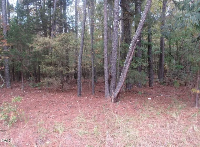 a view of a forest with trees