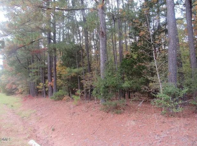 a view of a forest with trees in the background