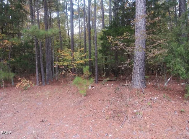 a view of a forest with trees